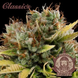 Buddha Critical - Buddha Seeds - květ