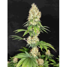 Buddha Diesel - Buddha Seeds -  palice