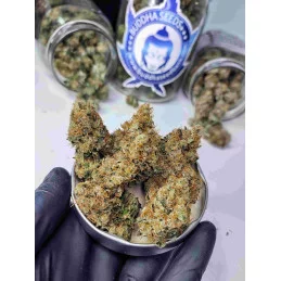 Buddha Diesel - Buddha Seeds - sušina