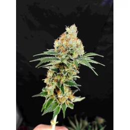 Buddha Diesel - Buddha Seeds - květ