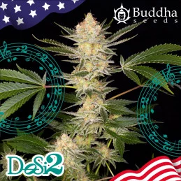 Buddha DoSi2 - Buddha Seeds