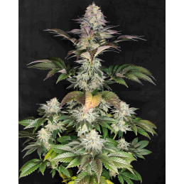 Buddha DoSi2 - Buddha Seeds - rostlina