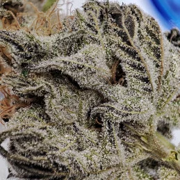 Buddha DoSi2 - Buddha Seeds - terpeny