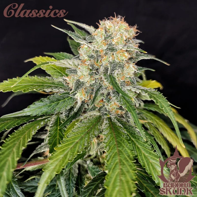 Buddha Skunk - Buddha Seeds - květ
