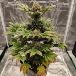 Buddha Wedding Cheesecake - rostlina indoor