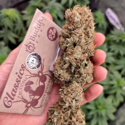 Buddha White Widow - Buddha Seeds - sušina