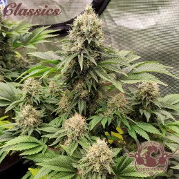 Buddha White Widow - Buddha Seeds - kytka