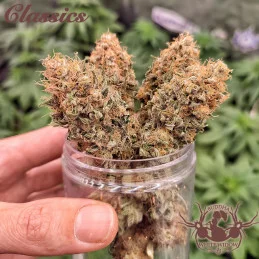 Buddha White Widow - Buddha Seeds - sušina