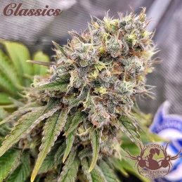 Buddha White Widow - Buddha Seeds - palice