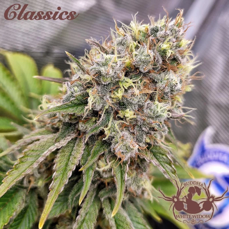 Buddha White Widow - Buddha Seeds - palice