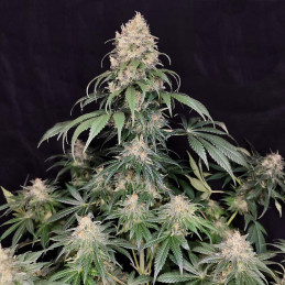 Medikit CBD - Buddha Seeds - feminizovaná semena - rostlina