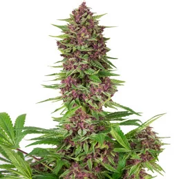 Purple Kush - Buddha Seeds - palice