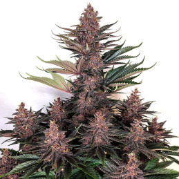 Purple Kush - Buddha Seeds - rostlina