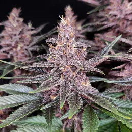 Purple Kush - Buddha Seeds - detail květu