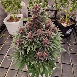 Purple Kush - Buddha Seeds - rostlina outdoor