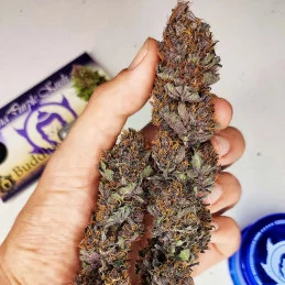 Purple Kush - Buddha Seeds - sušina