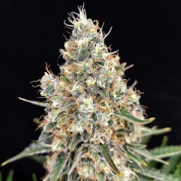 Quasar - Buddha Seeds - květ