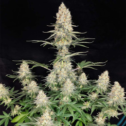 Quasar - Buddha Seeds - rostlina