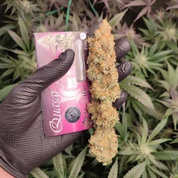 Quasar - Buddha Seeds - sušina