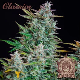 Buddha Auto Amnesia - Buddha Seeds - květ