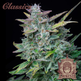 Buddha Auto Amnesia - Buddha Seeds