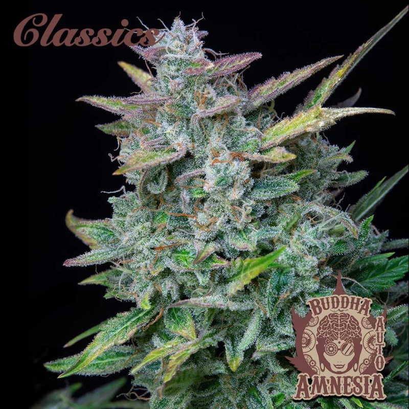 Buddha Auto Amnesia - Buddha Seeds