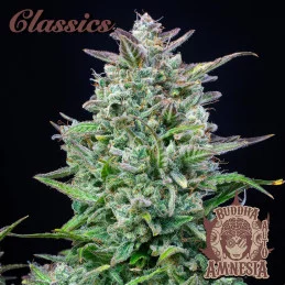 Buddha Auto Amnesia - Buddha Seeds - palice