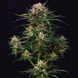 Buddha Auto Cookie - Buddha Seeds - rostlina
