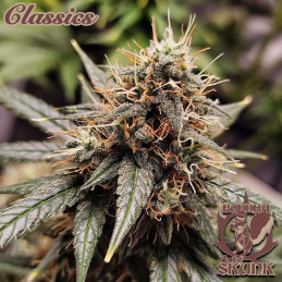 Buddha Auto Skunk - Buddha Seeds - palice