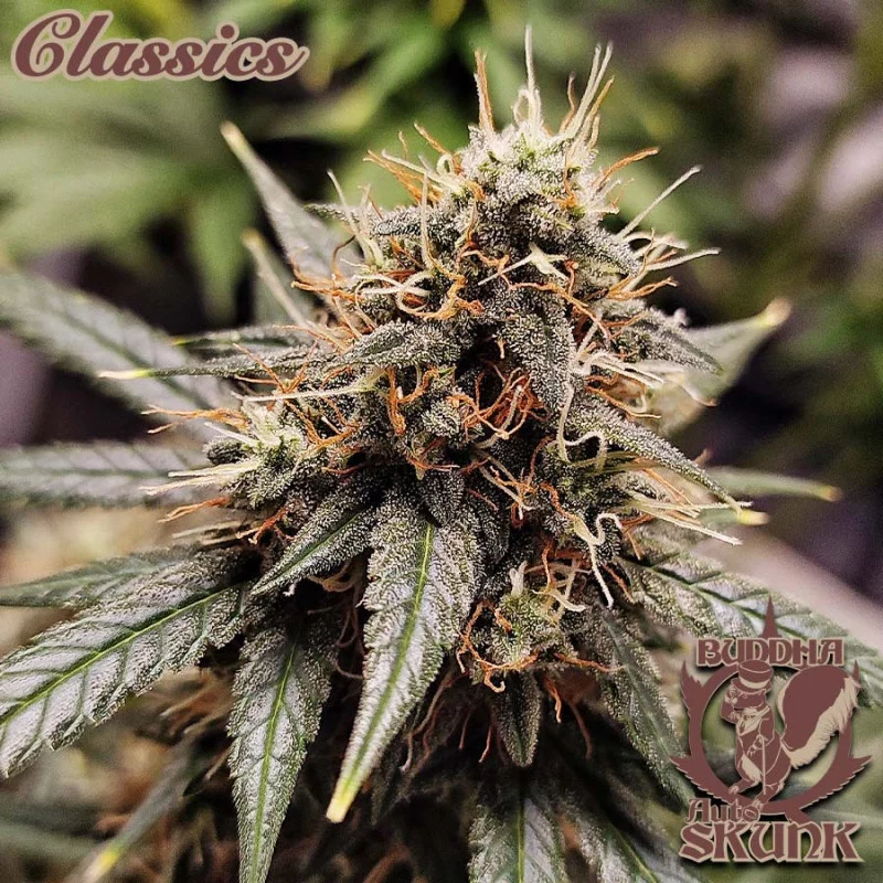 Buddha Auto Skunk - Buddha Seeds - palice