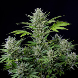 Buddha Auto Tangie - Buddha Seeds - rostlina