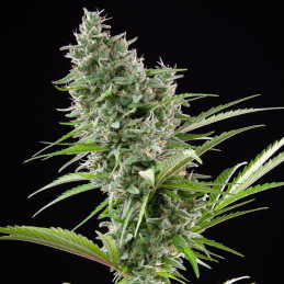 Buddha Auto Zkitt - Buddha Seeds - květ