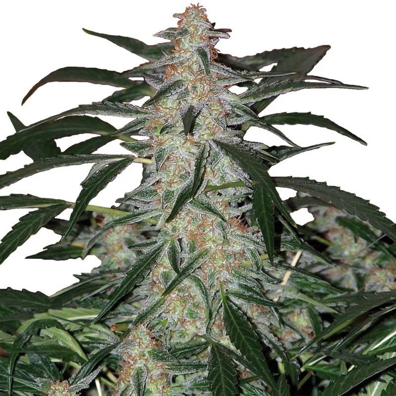 Deimos - autoflowering - Buddha seeds - květ