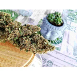 Deimos - autoflowering - Buddha seeds - sušina
