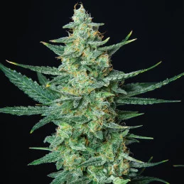 Vesta - Buddha Seeds - květ