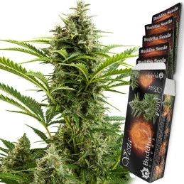 Vesta - Buddha Seeds - květ a obal