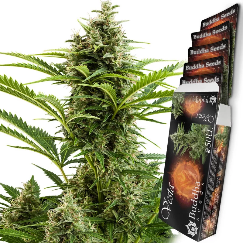 Vesta - Buddha Seeds - květ a obal