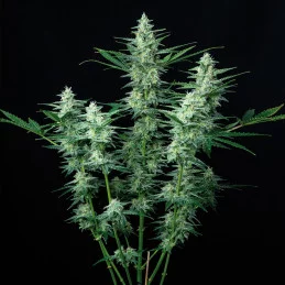 Vesta - Buddha Seeds - rostlina