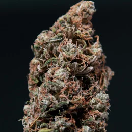 White Dwarf - Buddha Seeds - autoflowering - sušina