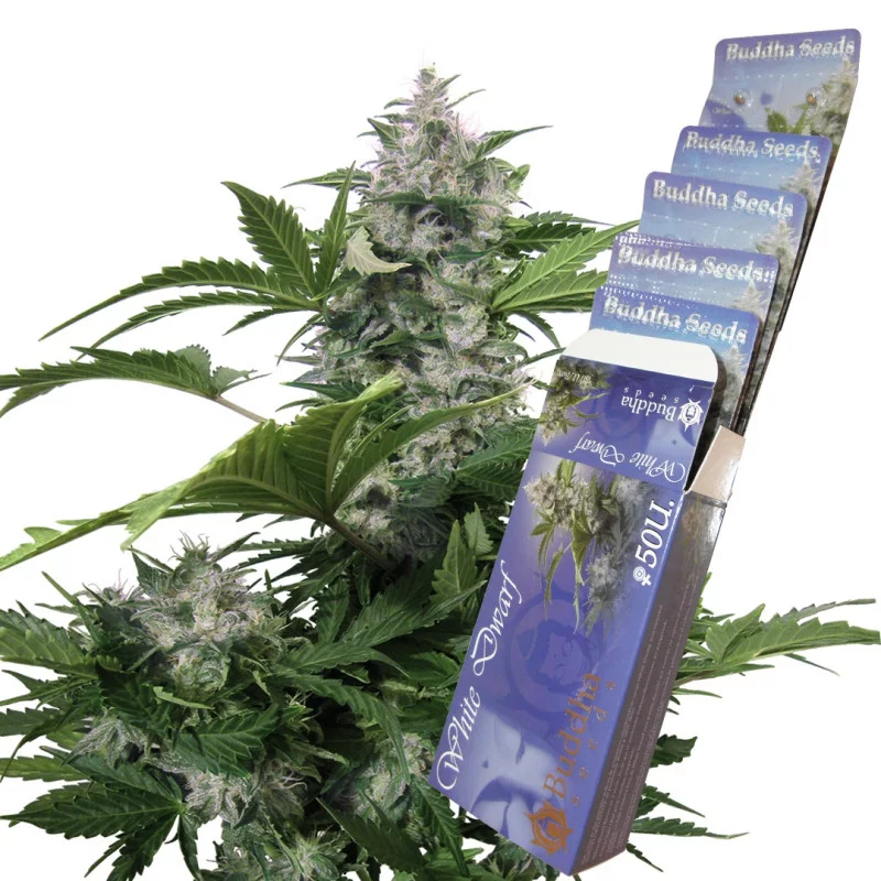 White Dwarf - Buddha Seeds - autoflowering - květ a balení
