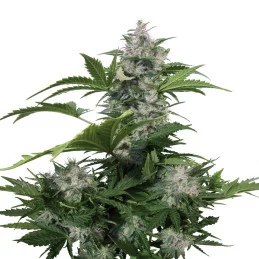 White Dwarf - Buddha Seeds - autoflowering - rostlina