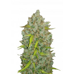 BubbleGum Auto Fast Buds Original – detail květu