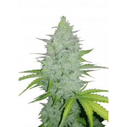 Cheese Auto Fast Buds Original – detail květu