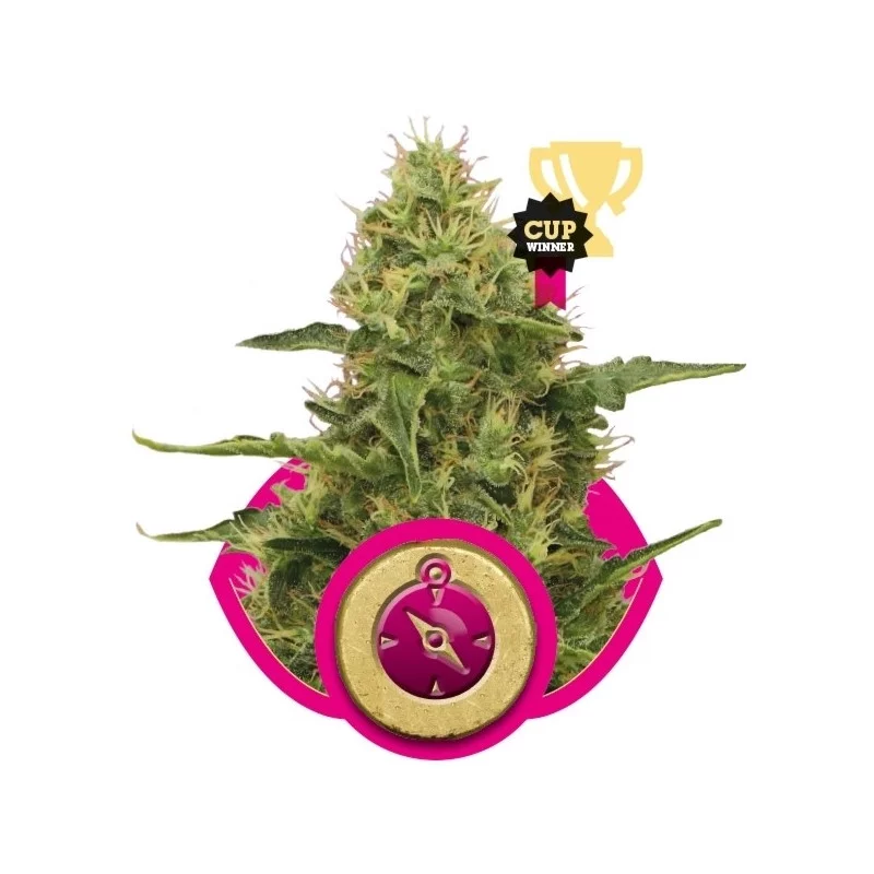 Northern Light - Royal Queen Seeds - feminizovaná semínka marihuany