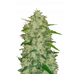 Chemdawg Auto Fast Buds Original – detail květu