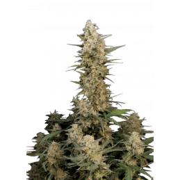 Critical Auto Fast Buds Original – detail květu