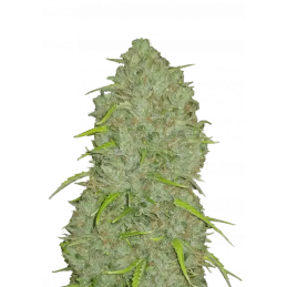 Jack Herer Auto Fast Buds Original – detail květu