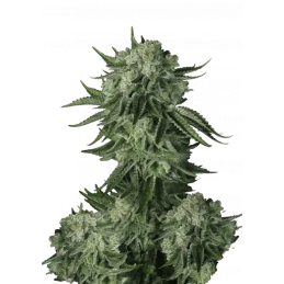 Moby Dick Auto Fast Buds Original – detail květu