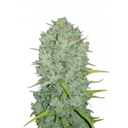 Northern Lights Auto Fast Buds Original – detail květu