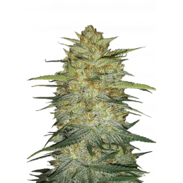 OG Kush Auto Fast Buds Original – detail květu